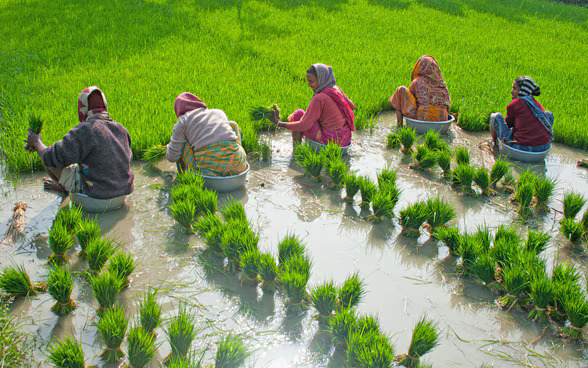 Agriculture et Sécurité Alimentaire